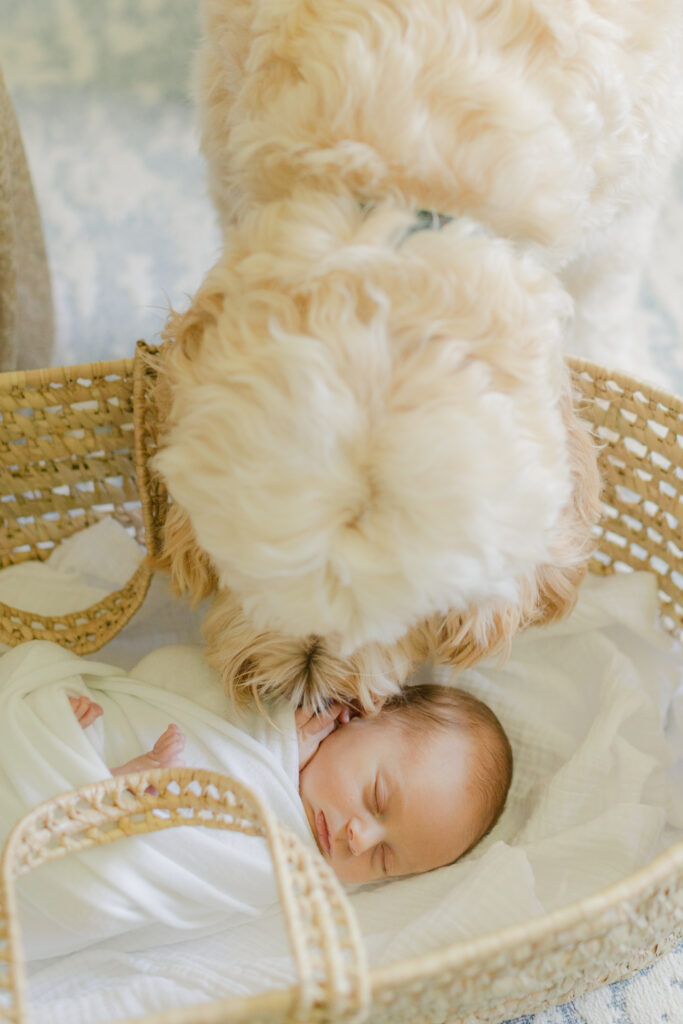 dog with newborn baby as an example of alpharetta newborn photographer by christy strong photography